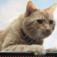 Watch out, this kitty’s got claws. And...things way scarier than claws you should probably be more concerned about.